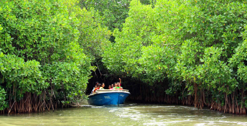 Mangrove Trees in Pichavaram